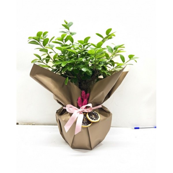 Ficus Gingseng - Bonsai Ağacı 45 cm